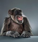 monkey-portrait-jill-greenberg-17-550x609