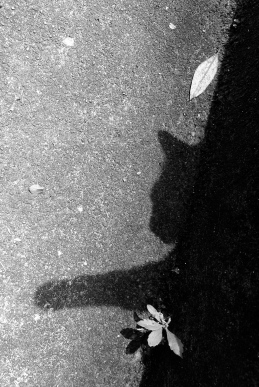 ombre de chat